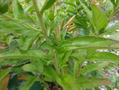 Narrow leaf evening,primrose,sun drops,narrow leaved sundrops